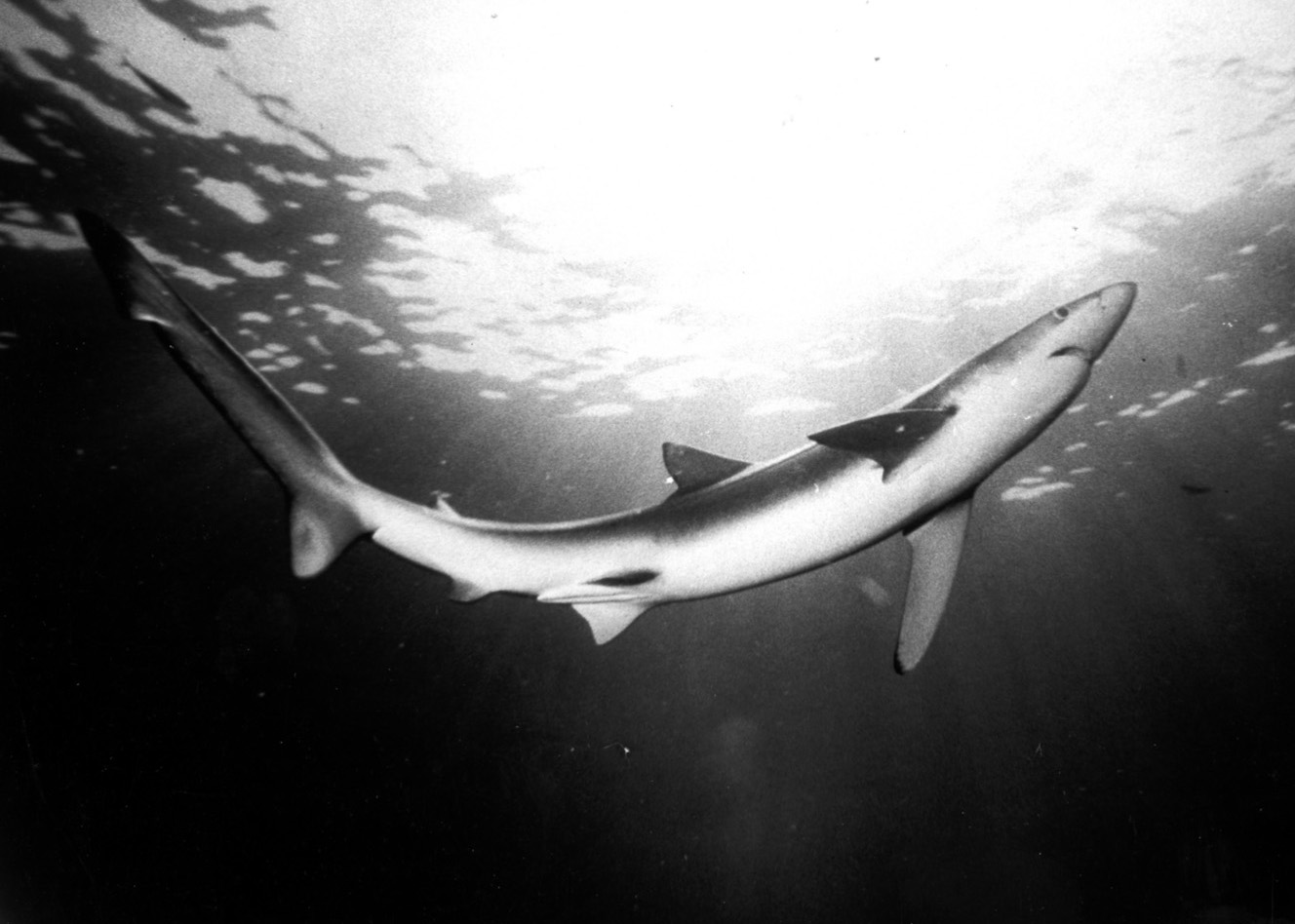 Blue Shark BW