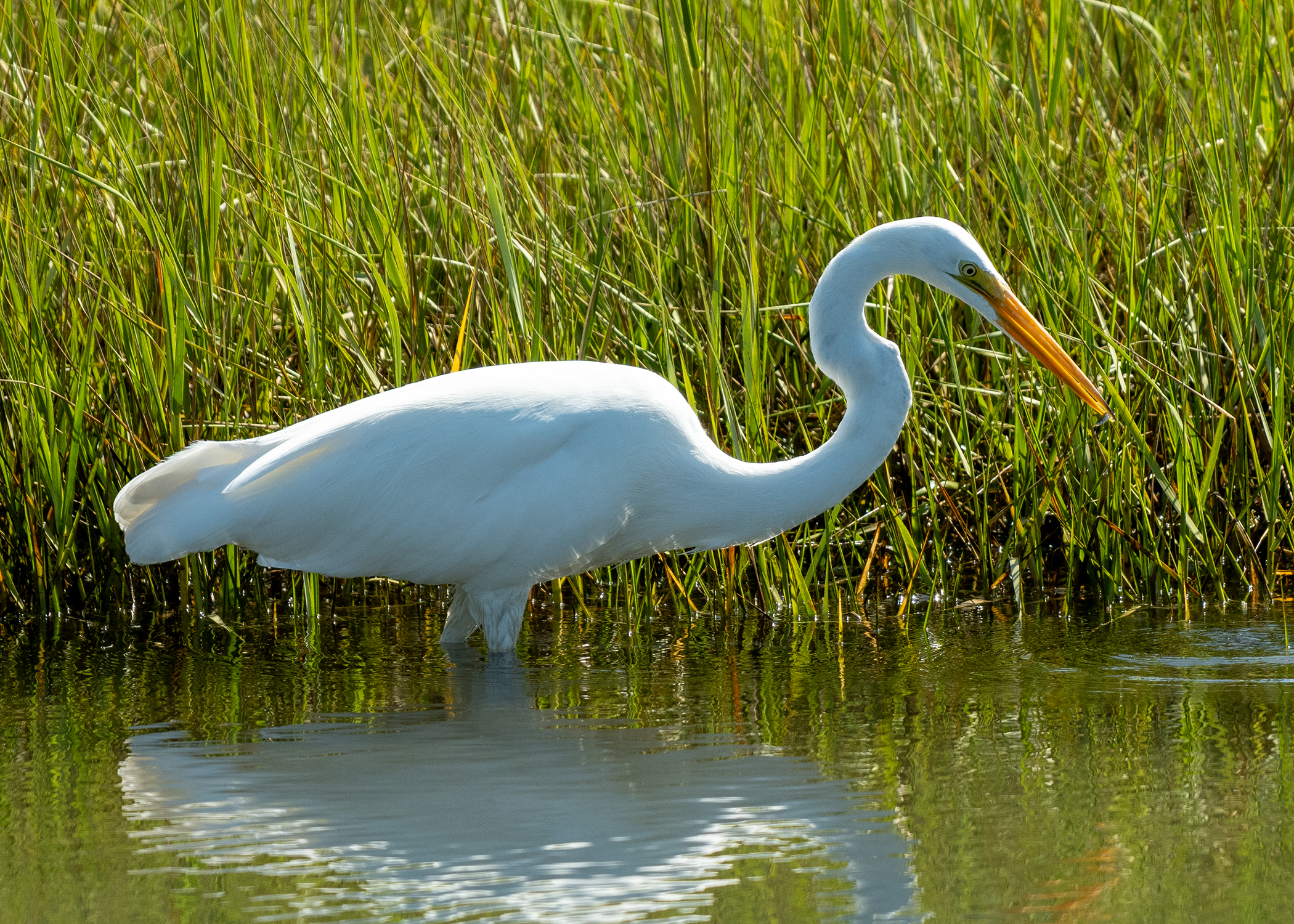 Great Egret