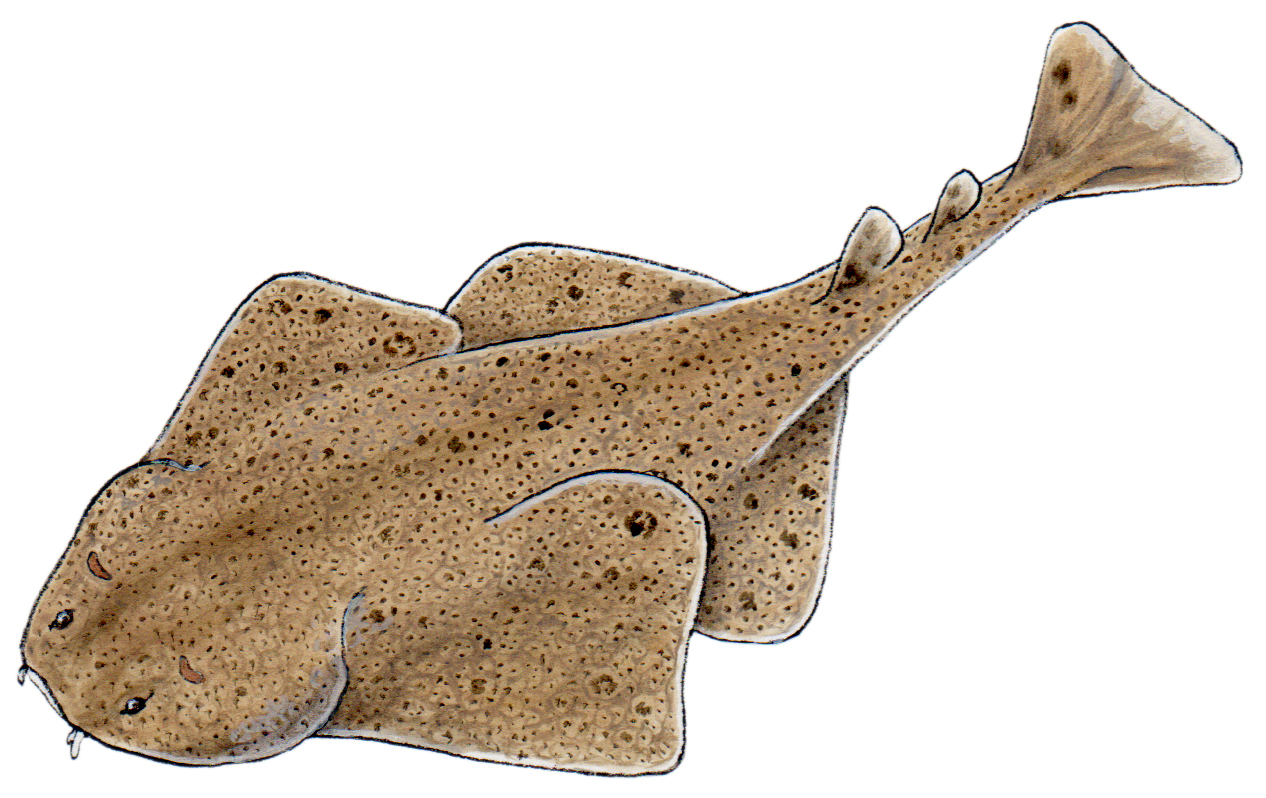 Pacific Angel Shark drawing