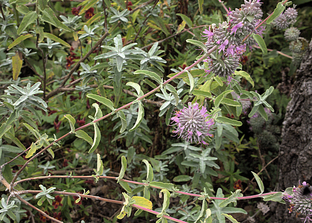 Purple Sage