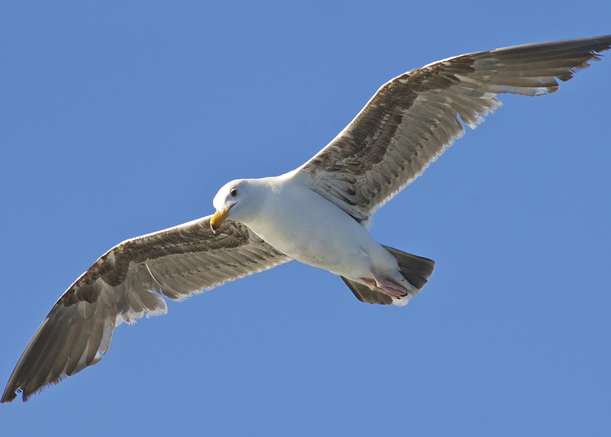 Western Gull