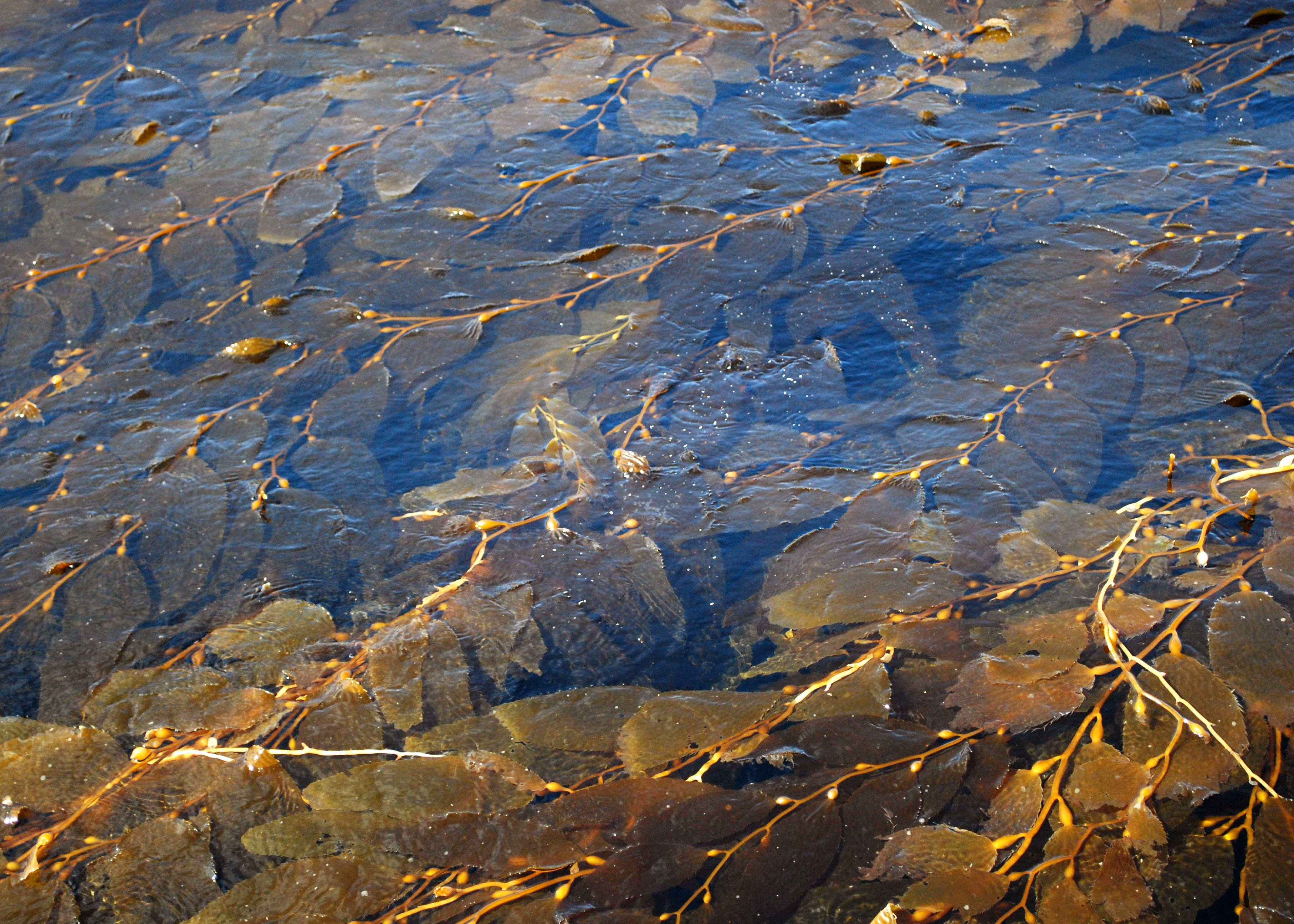 Giant Kelp