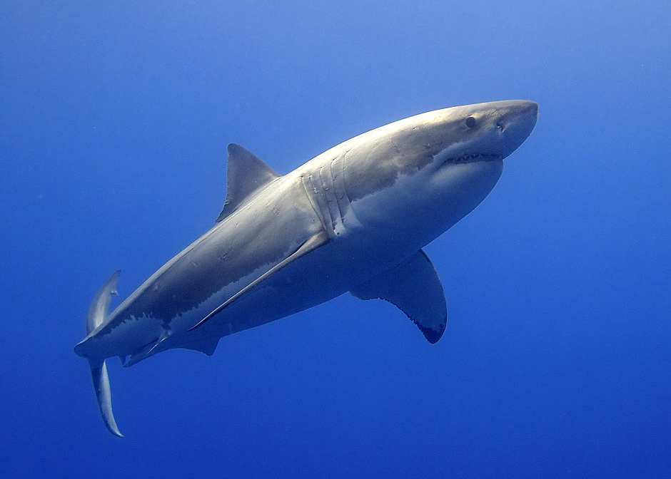 great white shark