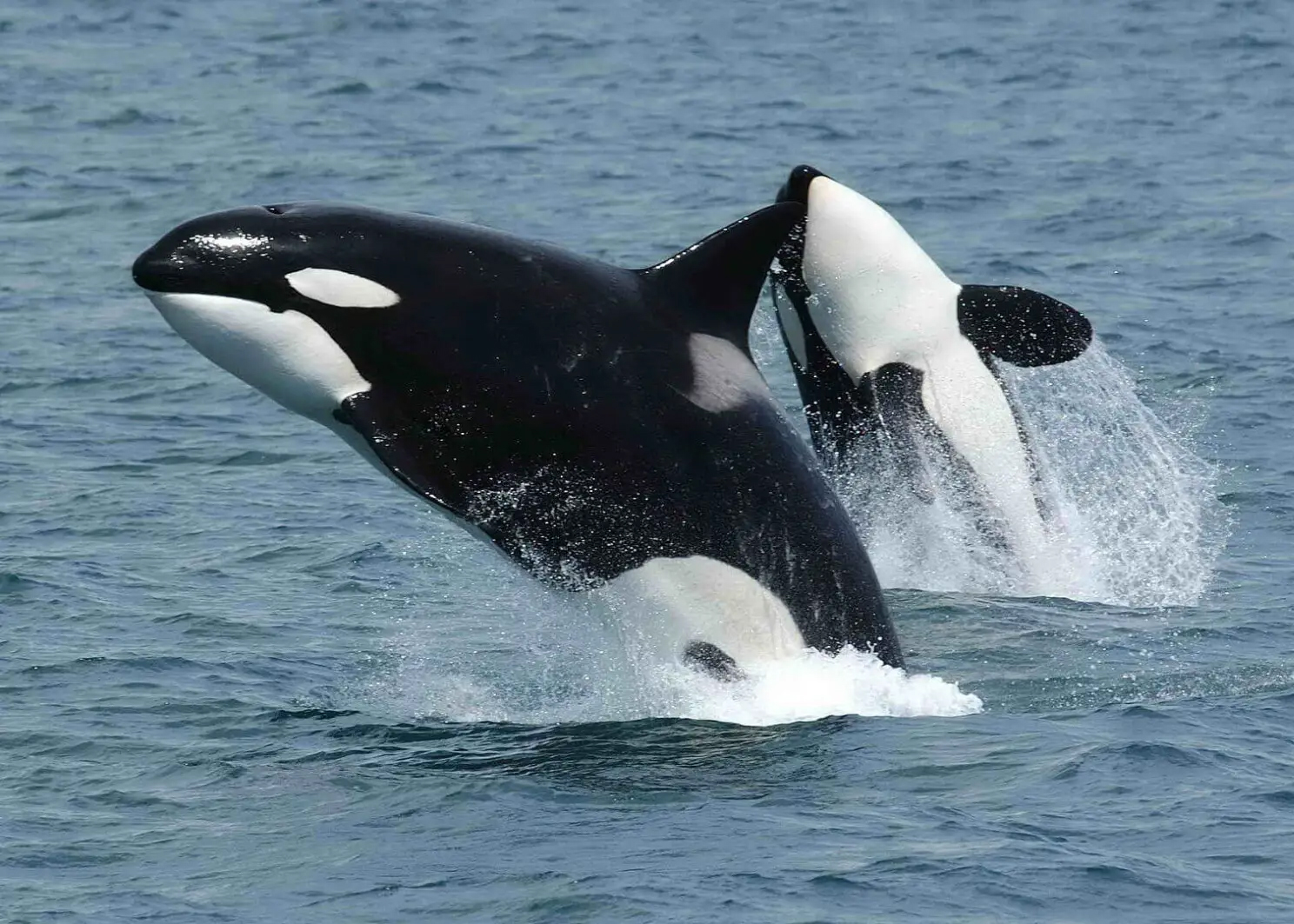 Killer Whale