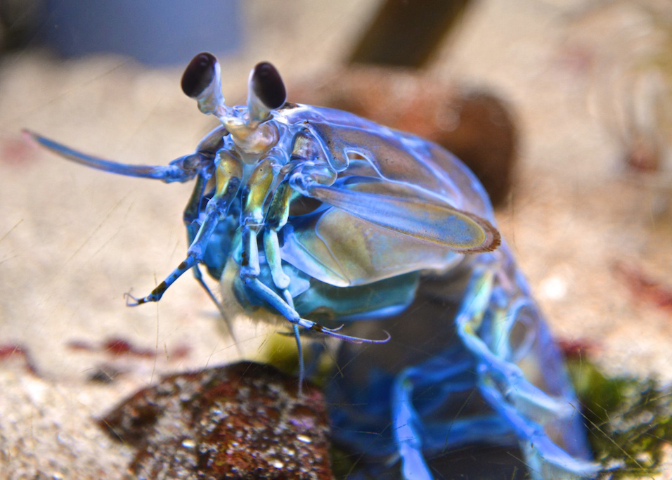 Mantis Shrimp