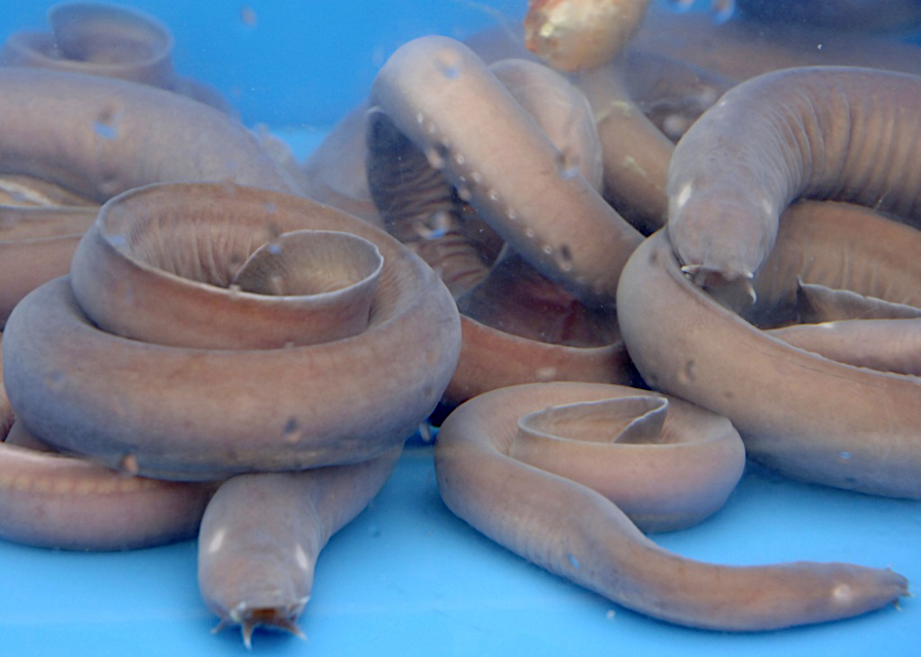 hagfish