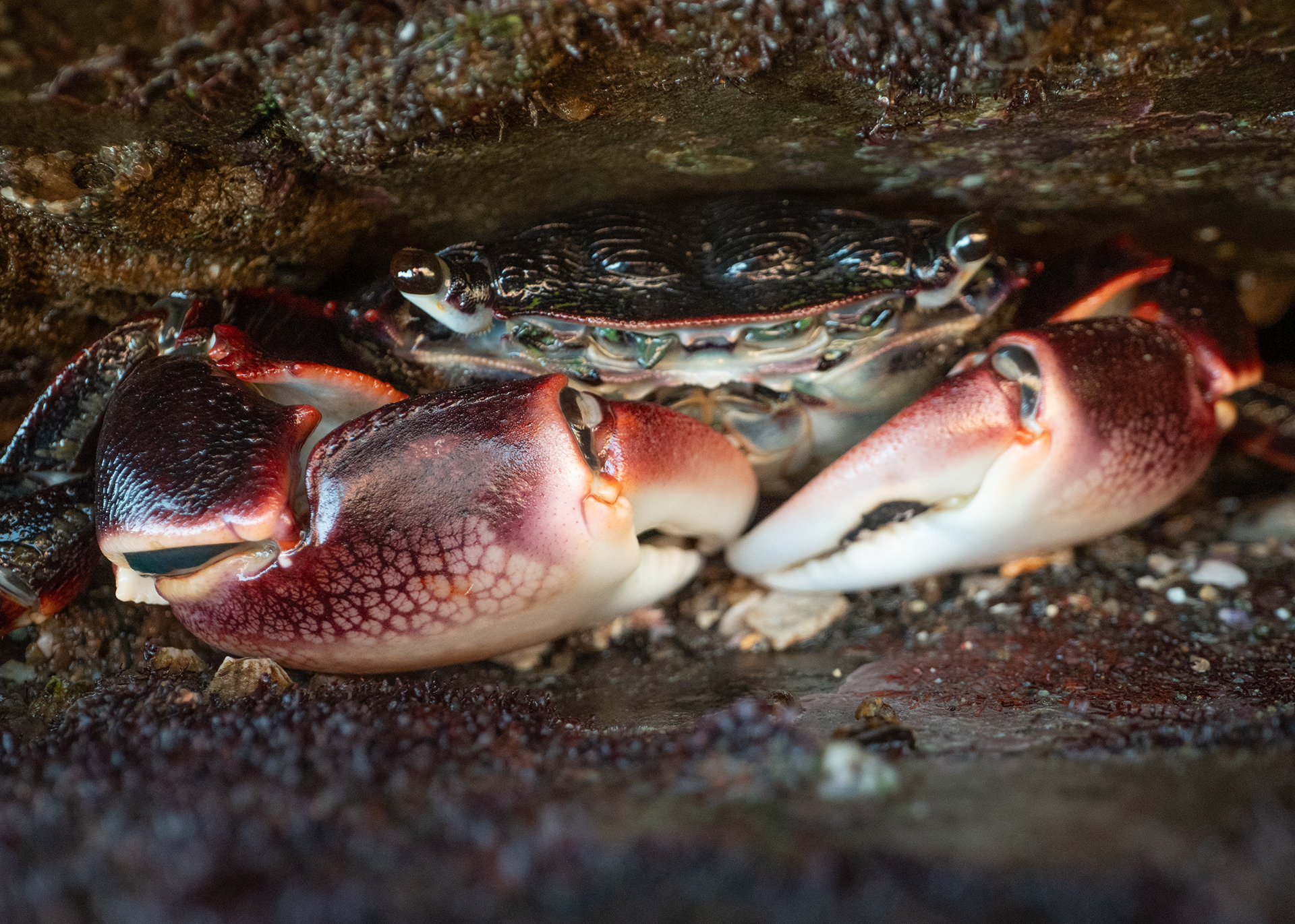 Striped Shore Crab