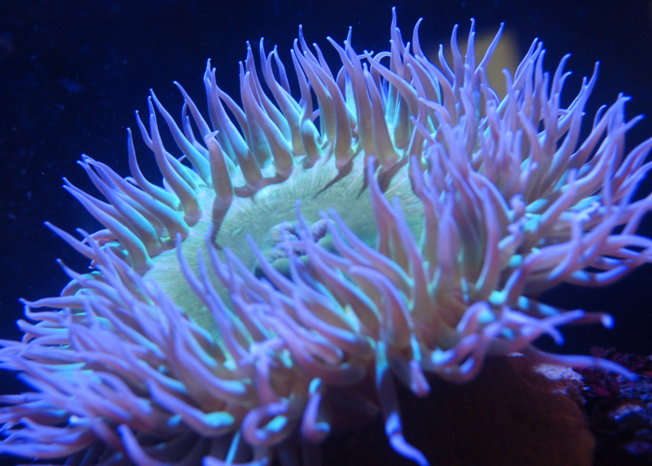 Green Sea Anemone