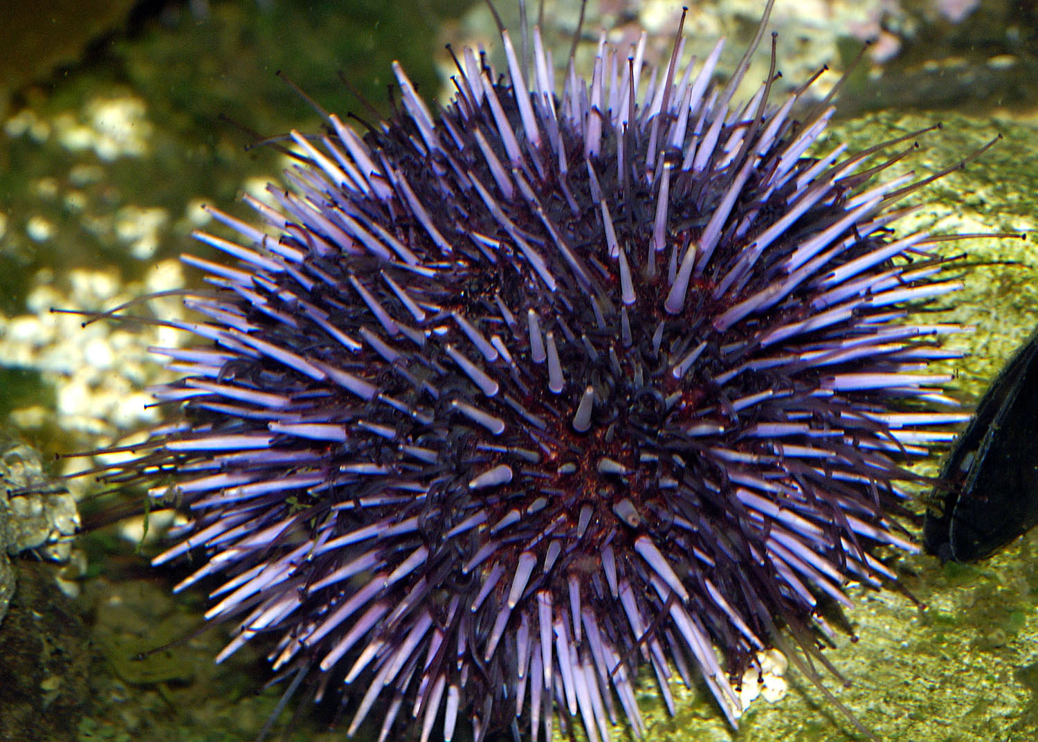 Purple Sea Urchin