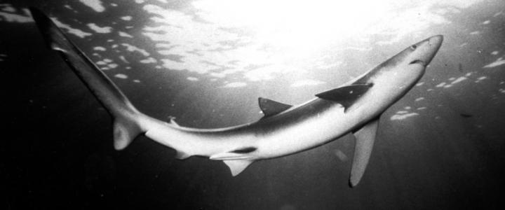 Blue Shark BW