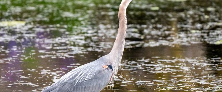 Great Blue heron