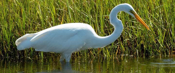 Great Egret