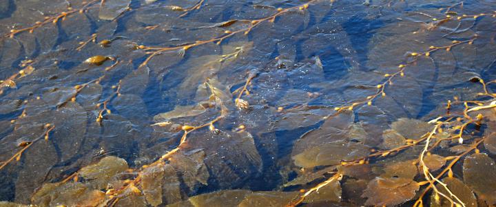 Giant Kelp