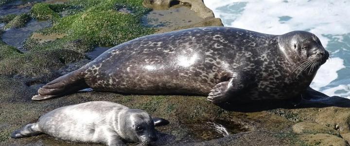 Harbor Seal on rocks