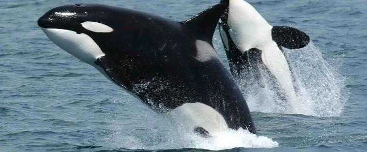 Killer Whale