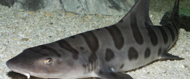 leopard shark