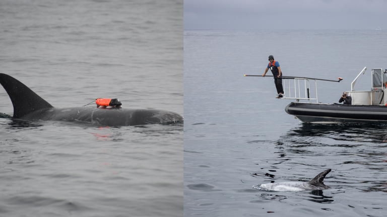 Risso Dolphins being tagged for science