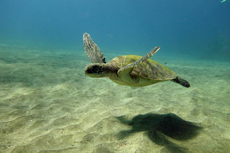 green sea turtle photo copyright Danny Heilprin