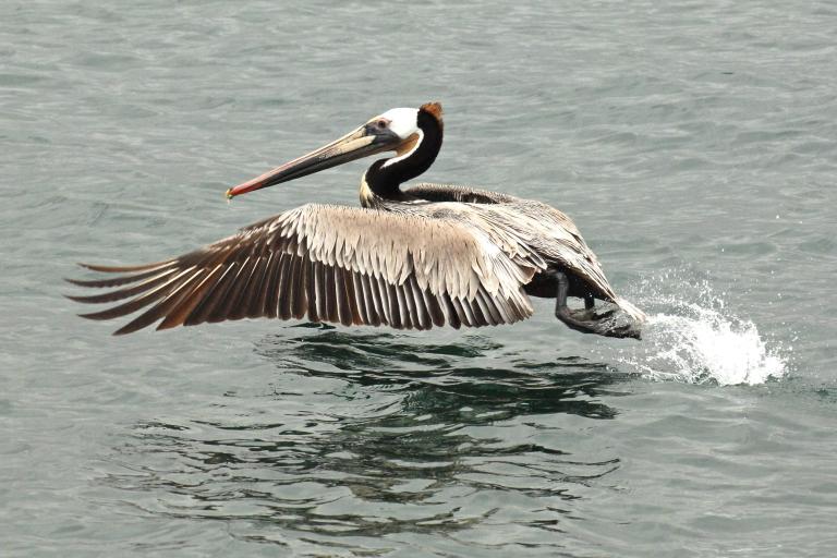 brown pelican